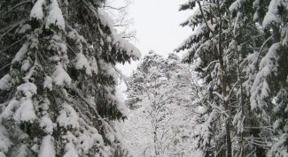 Картинка по теме - как отличить сосну от лиственницы