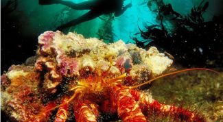 Картинка по теме - как фотографировать под водой