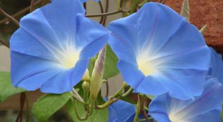 Картинка по теме - как вырастить ипомею