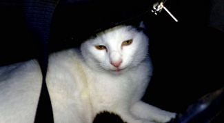 Картинка по теме - как сшить переноску для кошки