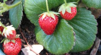 Картинка по теме - как высаживать садовую землянику