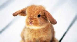 Картинка по теме - как определить породу декоративного кролика