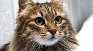 Картинка по теме - как ухаживать за сибирской кошкой
