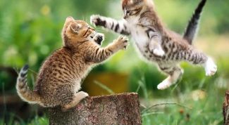 Картинка по теме - как лечить глаза котенку