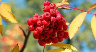 Картинка по теме - как сварить варенье из рябины