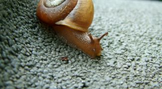 Картинка по теме - как содержать аквариумную улитку