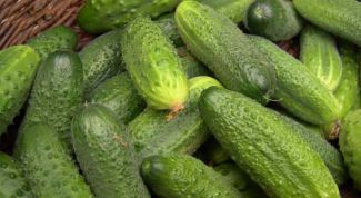 Картинка по теме - как получить ранний урожай огурцов