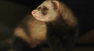 Картинка по теме - как приучить хорька к лотку