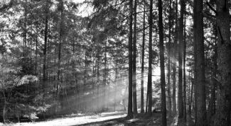 Картинка по теме - как нарисовать лес карандашом