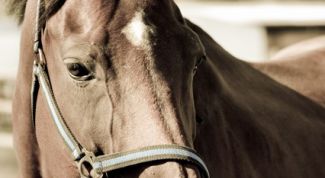 Картинка по теме - как нарисовать морду лошади