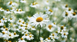 Картинка по теме - как нарисовать цветы для детей