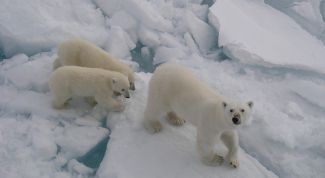 Картинка по теме - как попасть в арктику