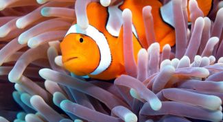 Картинка по теме - как узнать возраст рыбы