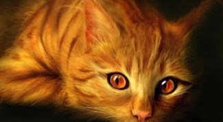 Картинка по теме - почему кошки урчат