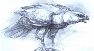 Картинка по теме - как нарисовать ястреба