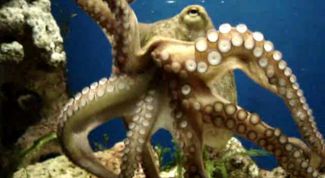 Картинка по теме - как разделать осьминога