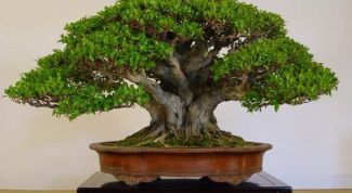 Картинка по теме - как формировать крону фикуса