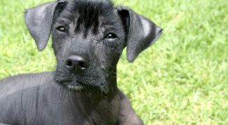 Картинка по теме - как провезти собаку в поезде