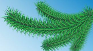 Картинка по теме - как нарисовать еловую ветку