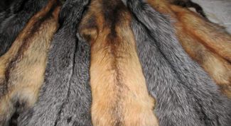 Картинка по теме - как отличить стриженного кролика от норки