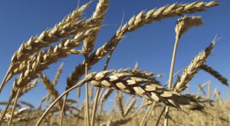 Картинка по теме - что делают из пшеницы
