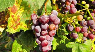 Картинка по теме - как бороться с болезнями винограда