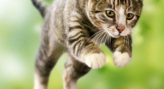 Картинка по теме - как чесать шерсть