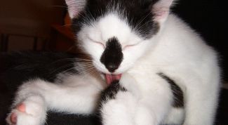 Картинка по теме - почему кошки боятся воды