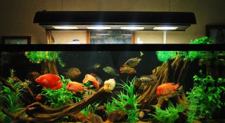 Картинка по теме - как выбрать лампу для домашнего аквариума