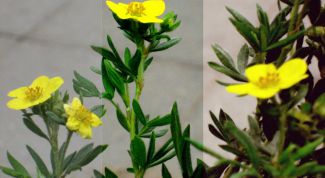 Картинка по теме - как сделать цвета на фото ярче