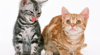 Картинка по теме - как купить котенка-британца