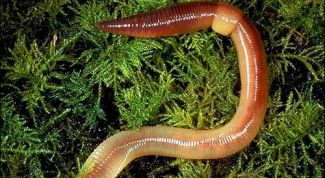 Картинка по теме - почему черви выползают после дождя