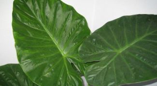 Картинка по теме - почему растения зеленые