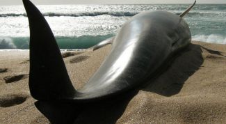 Картинка по теме - почему выбрасываются киты