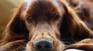 Картинка по теме - почему люди приручали диких животных