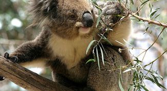 Картинка по теме - почему исчезают коалы