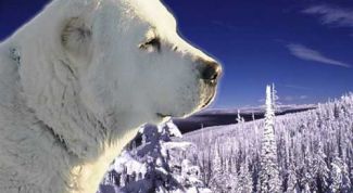 Картинка по теме - как кормить азиатских овчарок