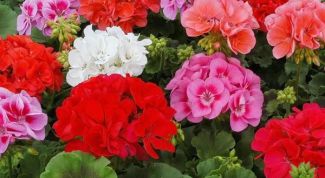 Картинка по теме - как обрезать герань