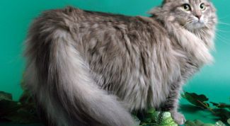 Картинка по теме - как выбрать чистокровную сибирскую кошку