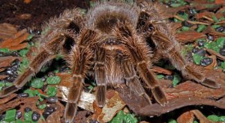 Картинка по теме - почему опасны ядовитые животные