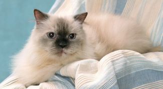 Картинка по теме - почему линяет кошка