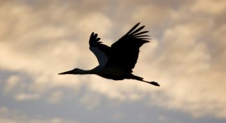 Картинка по теме - почему осенью улетают птицы
