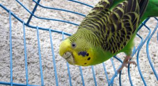 Картинка по теме - как лечить волнистого попугая от простуды