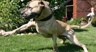 Картинка по теме - как тренировать питбуля