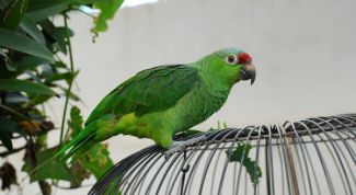 Картинка по теме - как распознать пол попугая