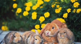 Картинка по теме - как узнать, что крольчиха беременна