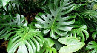 Картинка по теме - почему желтеет монстера