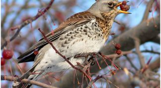 Картинка по теме - почему гибнут птицы