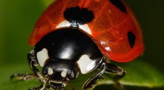 Картинка по теме - почему божья коровка так называется