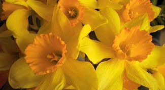 Картинка по теме - как продлить жизнь букету